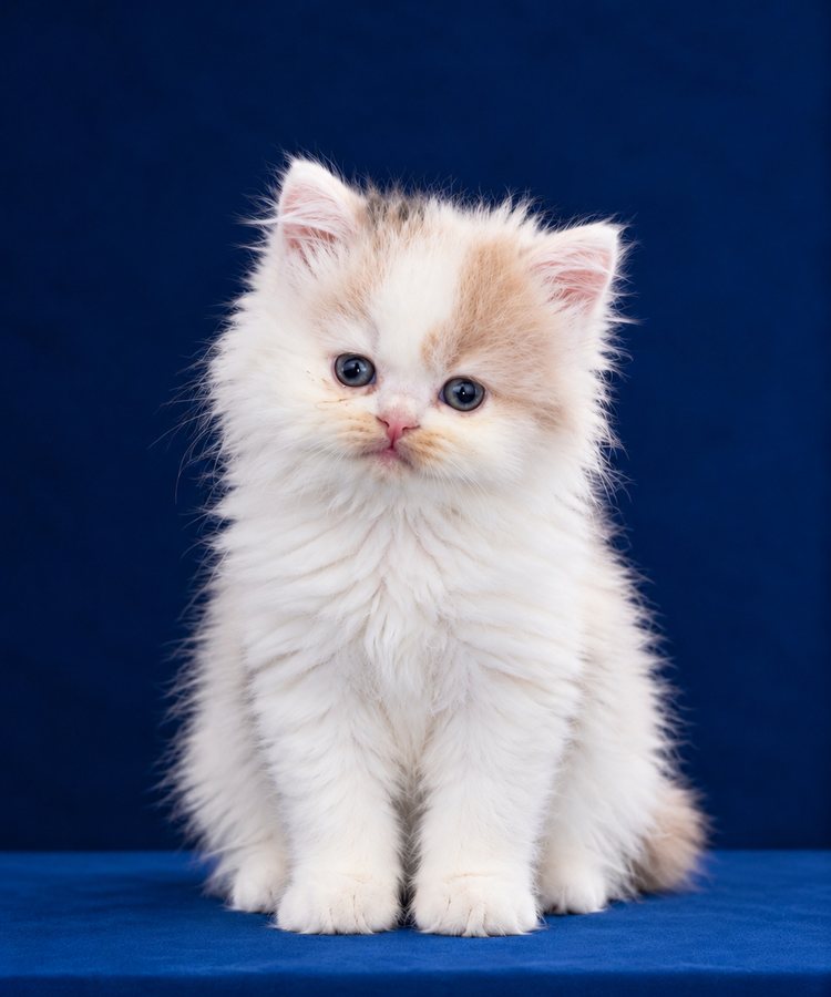 Cream and white British Longhair kitten