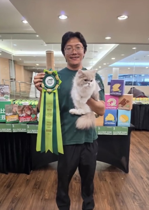 Holding a green show rosette with a cream longhair cat