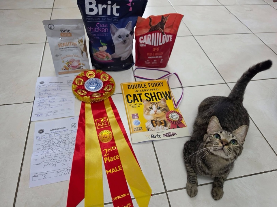 Tabby cat with a 2nd Place FIFe rosette from the Double Furry International Cat Show
