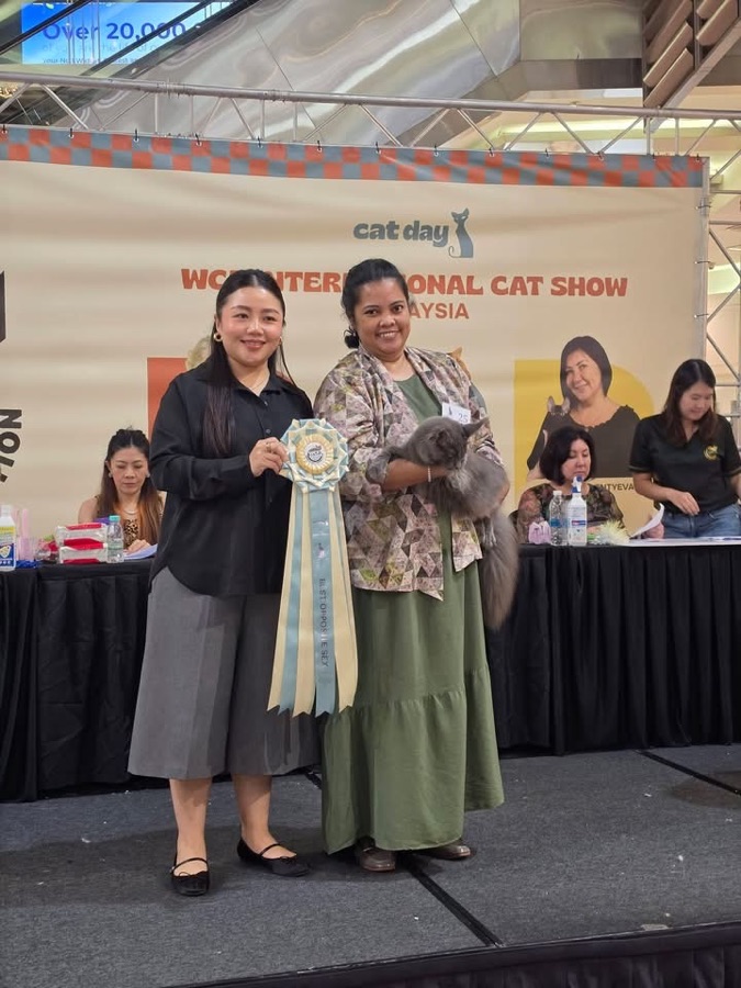 Show handling at a WCF cat show