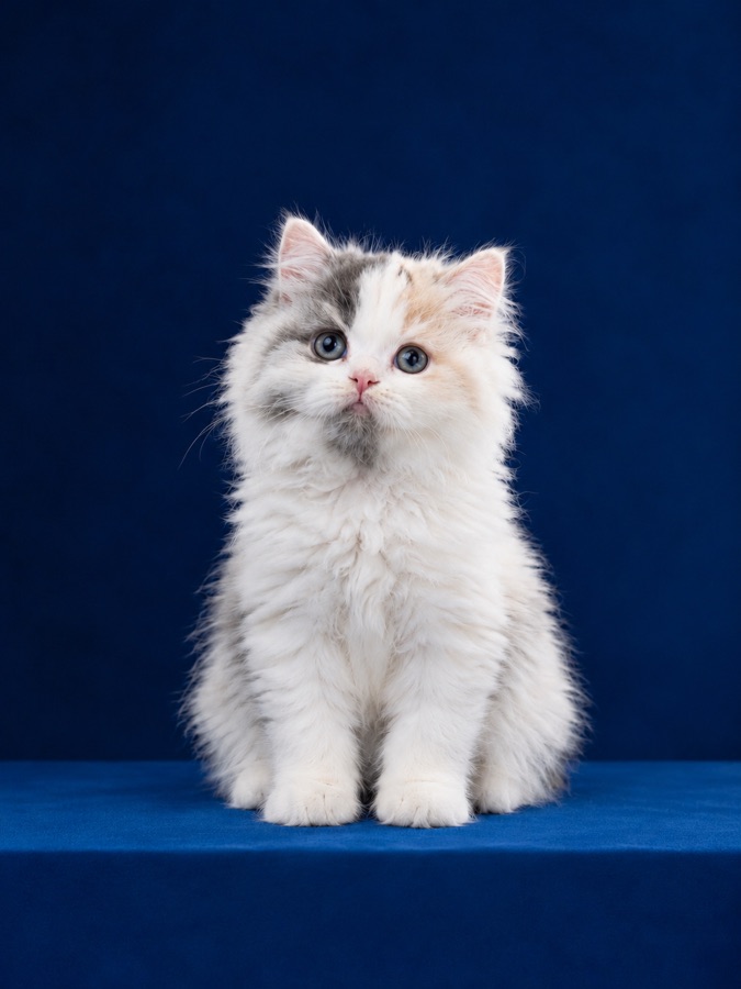 British kitten